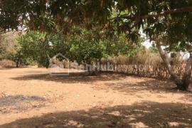 Verger Fruitier de 3247 m² à Tassette