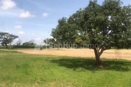 Verger Fruitier de 2,38 hectares à Notto Diobass