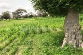 Terrain Agricole de 20,07 hectares à Thienaba