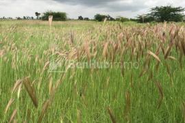Terrain Agricole de 1,05 hectare à Mbodiène