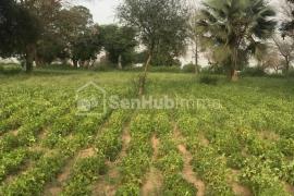 Terrain Agricole de 1,10 hectare à Keur Cheikh Madiop