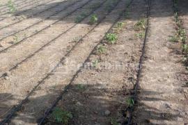 Verger Fruitier de 1,78 hectare à Keur Bakary