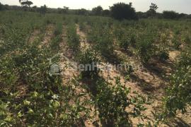 Terrain Agricole de 1 hectare à Ndiar Tidiane vers Diender