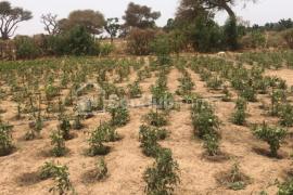 Verger de 5000 m² à Notto Diobass