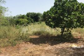 Verger Fruitier de 1,41 hectare à Djenne Baako