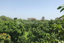 Verger Fruitier de 5,24 hectares à Yénne