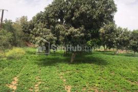 Ferme Avicole de 3 hectares  à Pout Diender