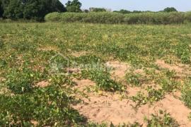 Terrain Agricole de 4785 m² à Sésséne