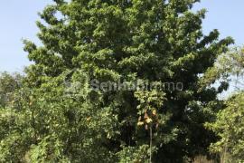 Ferme Agricole de 5,5 hectares à Pout