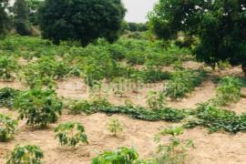 Verger Fruitier de 8528 m² à Taïba Ndiaye