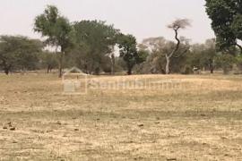 Terrain Agricole de 3,3 hectares à Pire