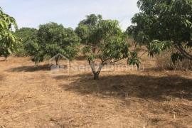 Verger Fruitier de 3489 m² à Keur Moussa Près de l'aéroport