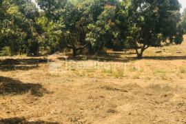 Verger Fruitier de 9710 m² à Darou Khoudoss