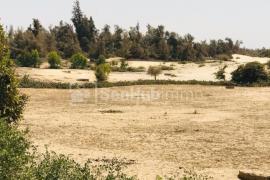 Verger Agricole de 4,5 hectares à Darou Khoudoss