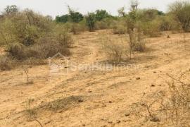 Verger Fruitier de 1,16 hectare à Sindia