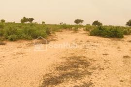 Terrain Agricole de 50 hectares à Touba Toul