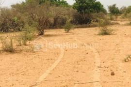 Verger Fruitier de 5047 m² à Sindia