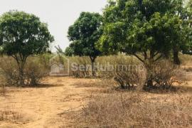Verger Fruitier  de 1,44 hectare à Sindia