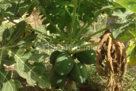 Un domaine à vendre