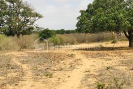 Verger Fruitier de 3,77 Hectares à Diender