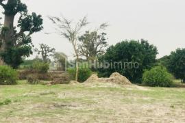 Verger Fruitier de 5494 m² à Keur Moussa