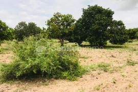 Verger Fruitier de 1,99 Hectare à Fandéne