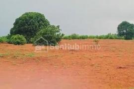 Verger Fruitier de 5 Hectares à Thiènaba
