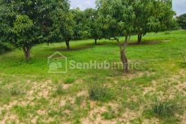 Verger Fruitier de 1,1 hectare à Notto Gouye Diama