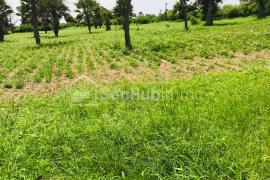 Terrain Agricole de 1,6 hectare à Mont Rolland