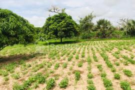 Verger Fruitier de 2812 m² à Mont Rolland