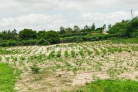 Verger Fruitier de 1,7 hectare à Notto Gouye Diama