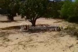 Verger Fruitier de 1,3 hectare à Taïba Ndiaye