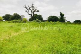 Verger Fruitier de 8276 m² à Tassette