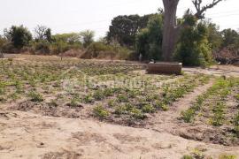 Terrain d'Exception à Thiès: + 1 Hectare en Bordure de Route avec Bail Disponible!