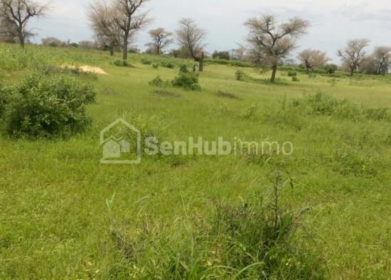Terrain Agricole de 1,96 hectare à Ngaye Ngaye
