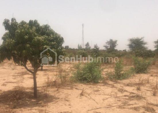 terrain agricole de 3 hectares à keur matouré