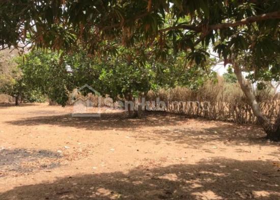 Verger Fruitier de 3247 m² à Tassette