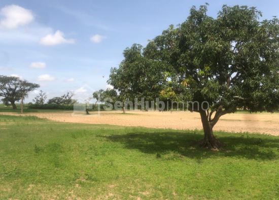 Verger Fruitier de 2,38 hectares à Notto Diobass