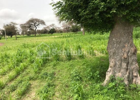 Terrain Agricole de 20,07 hectares à Thienaba