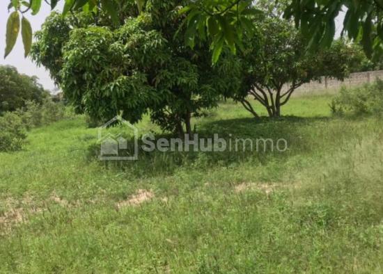 Terrain Agricole 1,01 hectare à vendre à Keur Mor Ndiaye