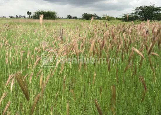 Terrain Agricole de 1,05 hectare à Mbodiène