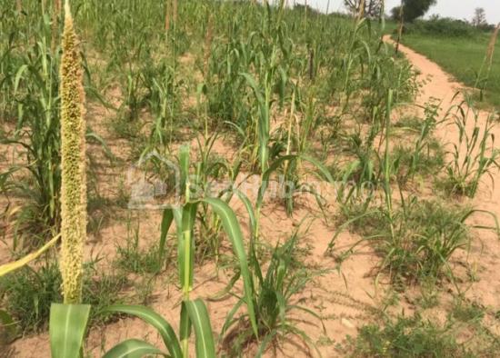 Terrain Agricole de 1,97 hectare à Ndane