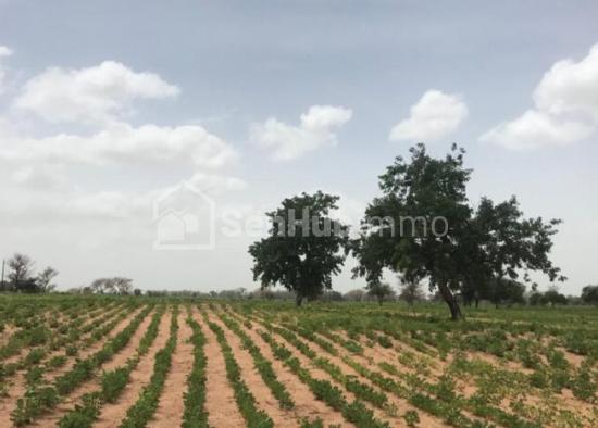 Terrain Agricole de 10,88 hectares à Ndane