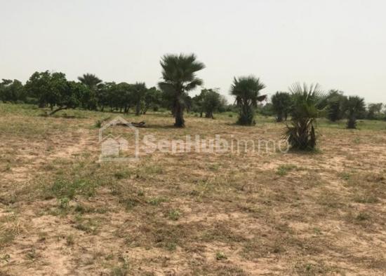 Terrain Agricole de 1,16 hectare à Keur Mamarame