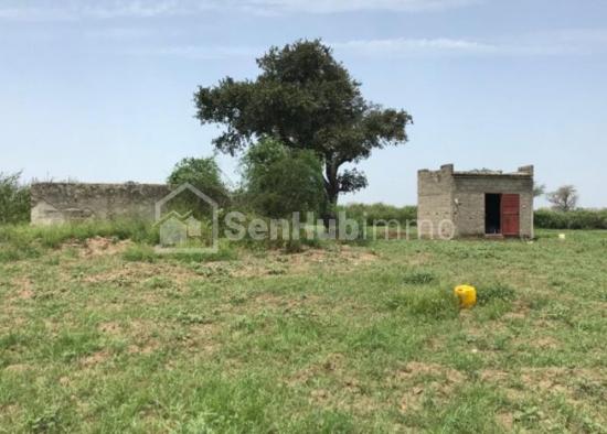 Verger Fruitier de 8576 m² à Mbewane