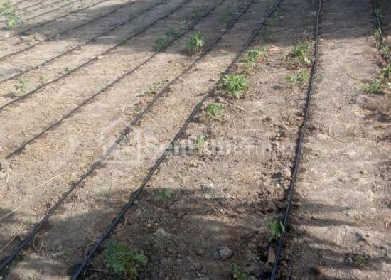 Verger Fruitier de 1,78 hectare à Keur Bakary