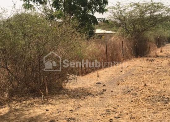 Terrain Agricole de 1,11 hectare à Sindia