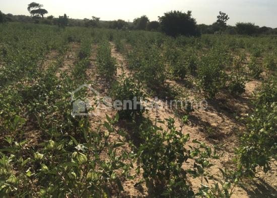 Terrain Agricole de 1 hectare à Ndiar Tidiane vers Diender