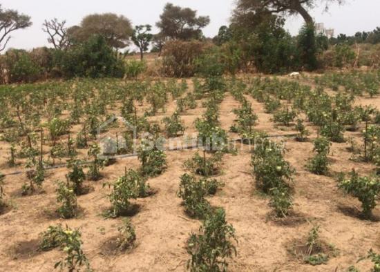 Verger de 5000 m² à Notto Diobass