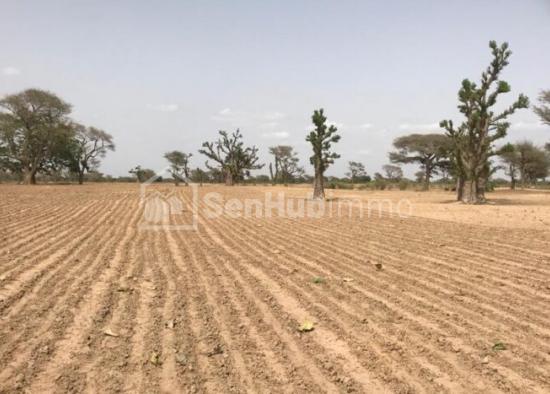Terrain Agricole de 10 hectares à Tassette
